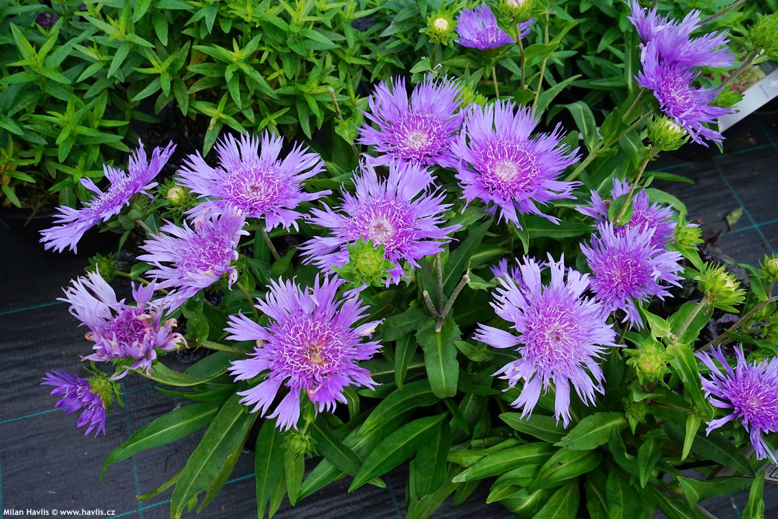 Stokesia laevis 'Mega Mels'